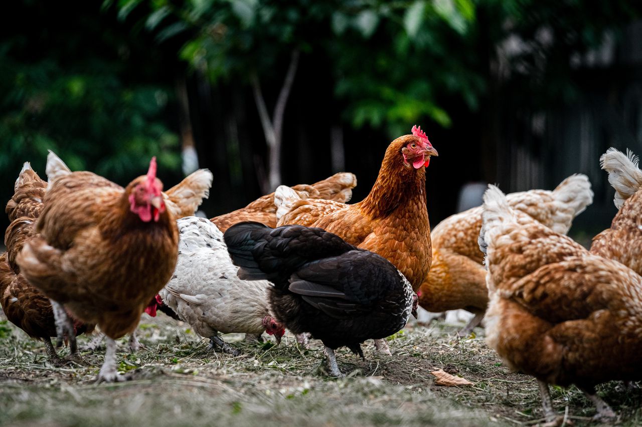 Dutch Government Rescinds Most Poultry Confinement Orders
