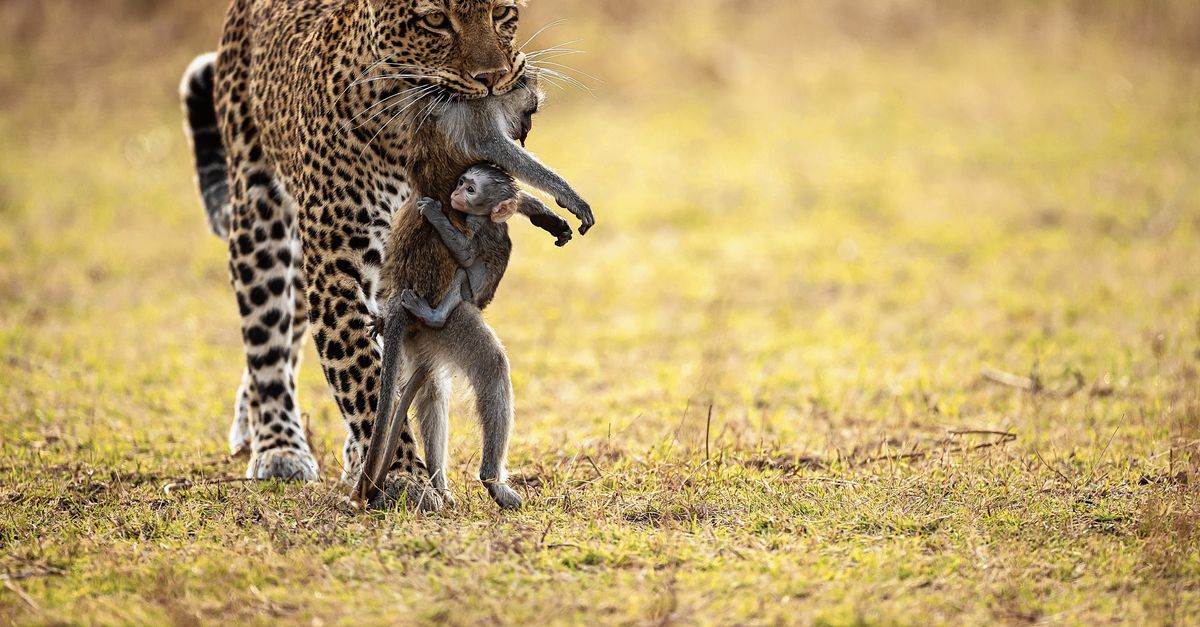 Drama op de savanne in Zambia - NRC