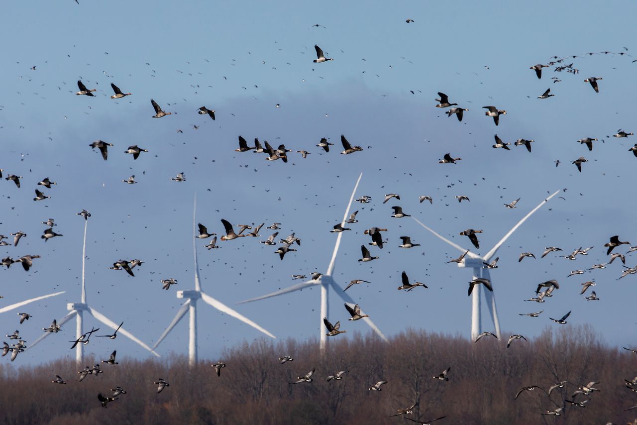 Vogelbeschermers zijn bezorgd over de enorme windturbines die geplaatst kunnen worden bij vogelgebieden.