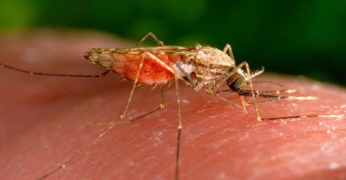 For the first time in twenty years, the United States may have suffered from malaria