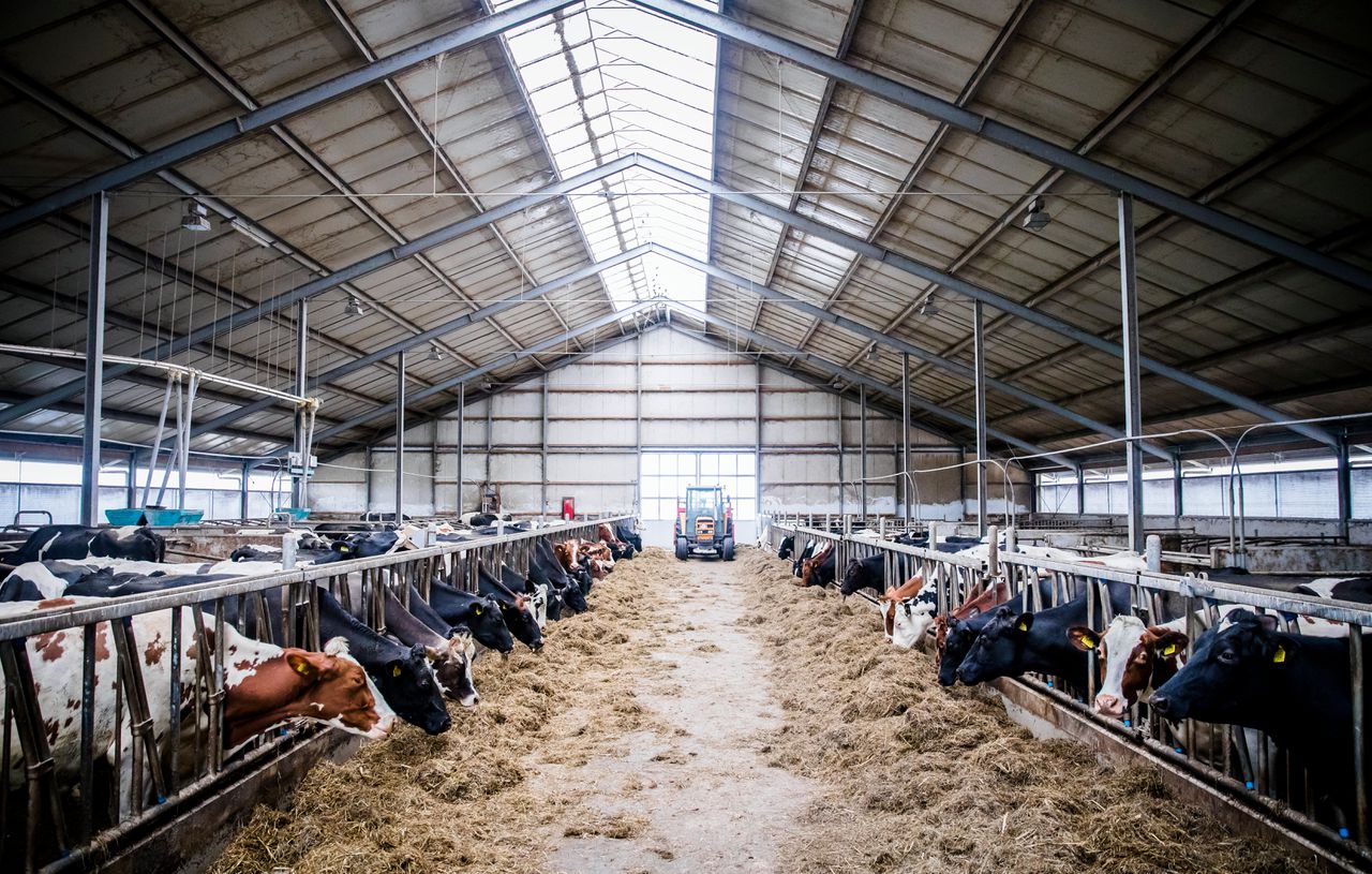 Koeien op stal bij een melkveehouder in het Zuid-Hollandse Reeuwijk.