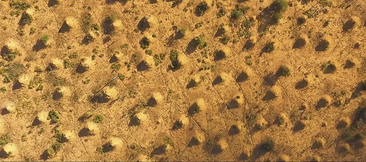 Bezaaid met oeroude termietenheuvels 