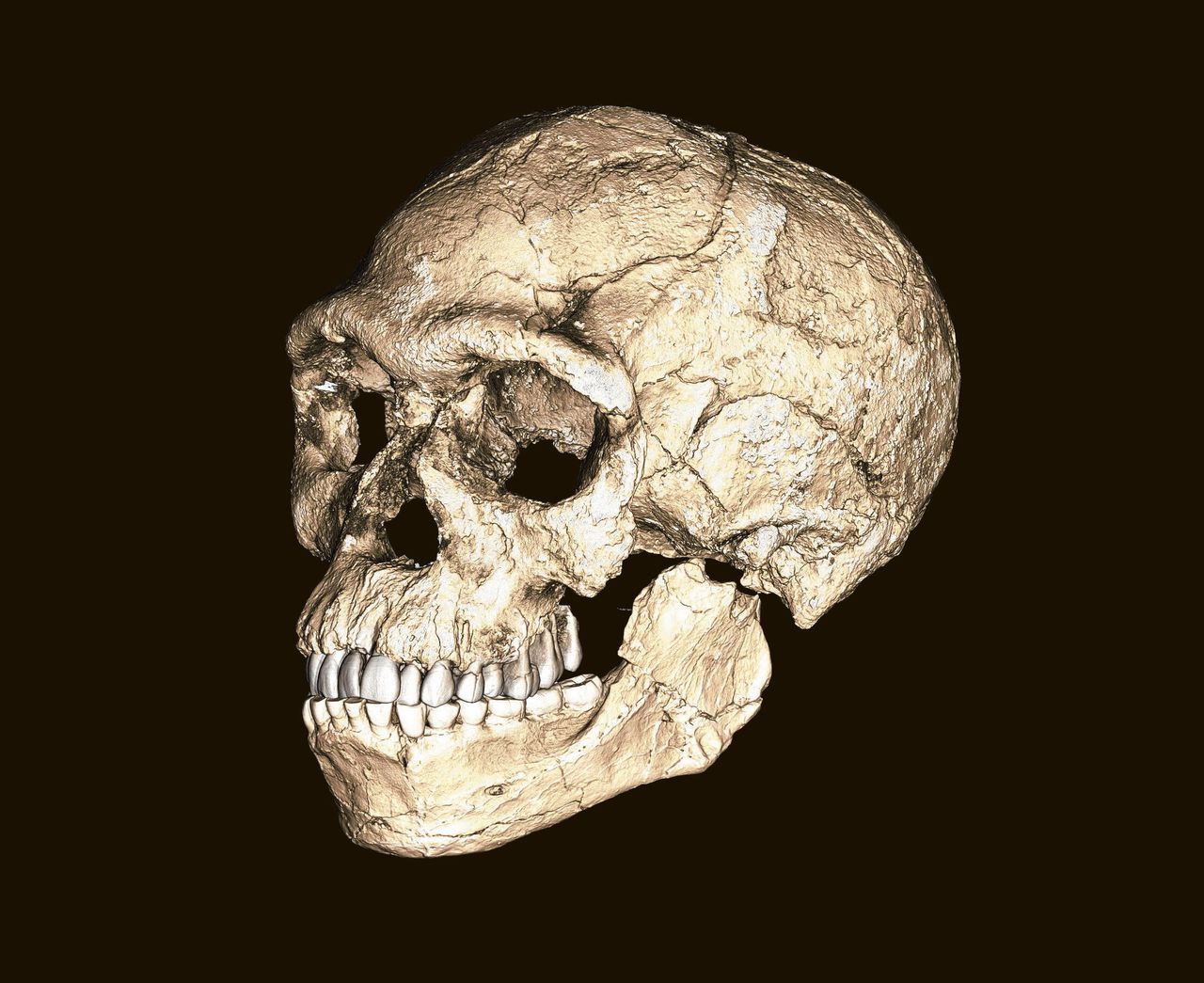 Incomplete schedel (boven), recent gevonden in Jebel Irhoud, en een reconstructie op basis van meerdere fossielen.