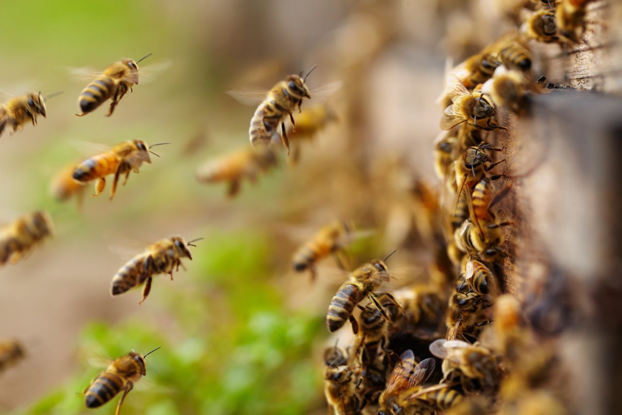 Ongeveer een miljoen bijen zijn in Noord-Brabant gestorven door het gebruik van het verboden bestrijdingsmiddel fipronil.