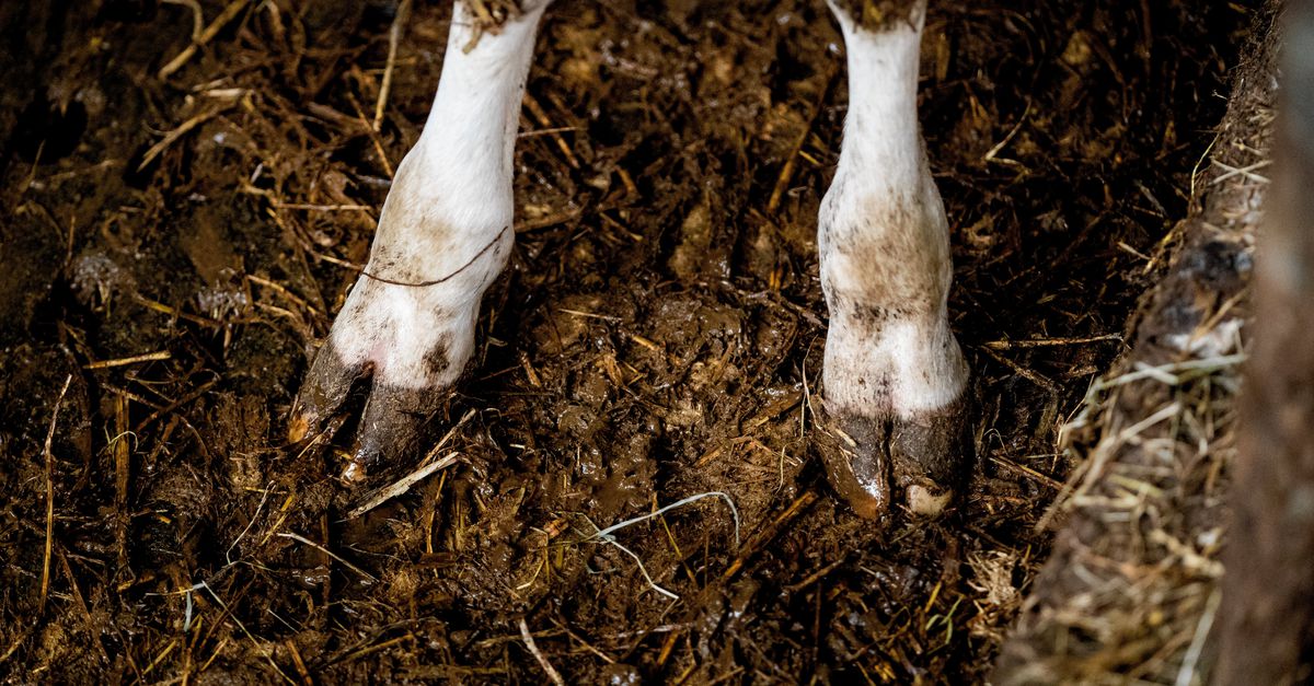 De omgang met ‘de vuile teringkoe’ is niet echt fraai hè, zegt de politierechter in Rotterdam