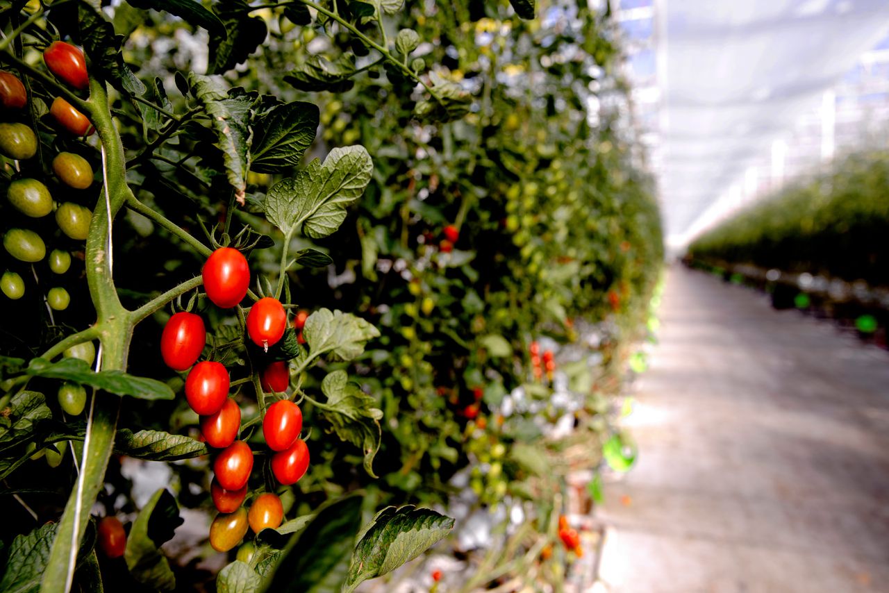 Een groep tomatentelers moet 52 miljoen euro terugbetalen aan de Europese Unie.