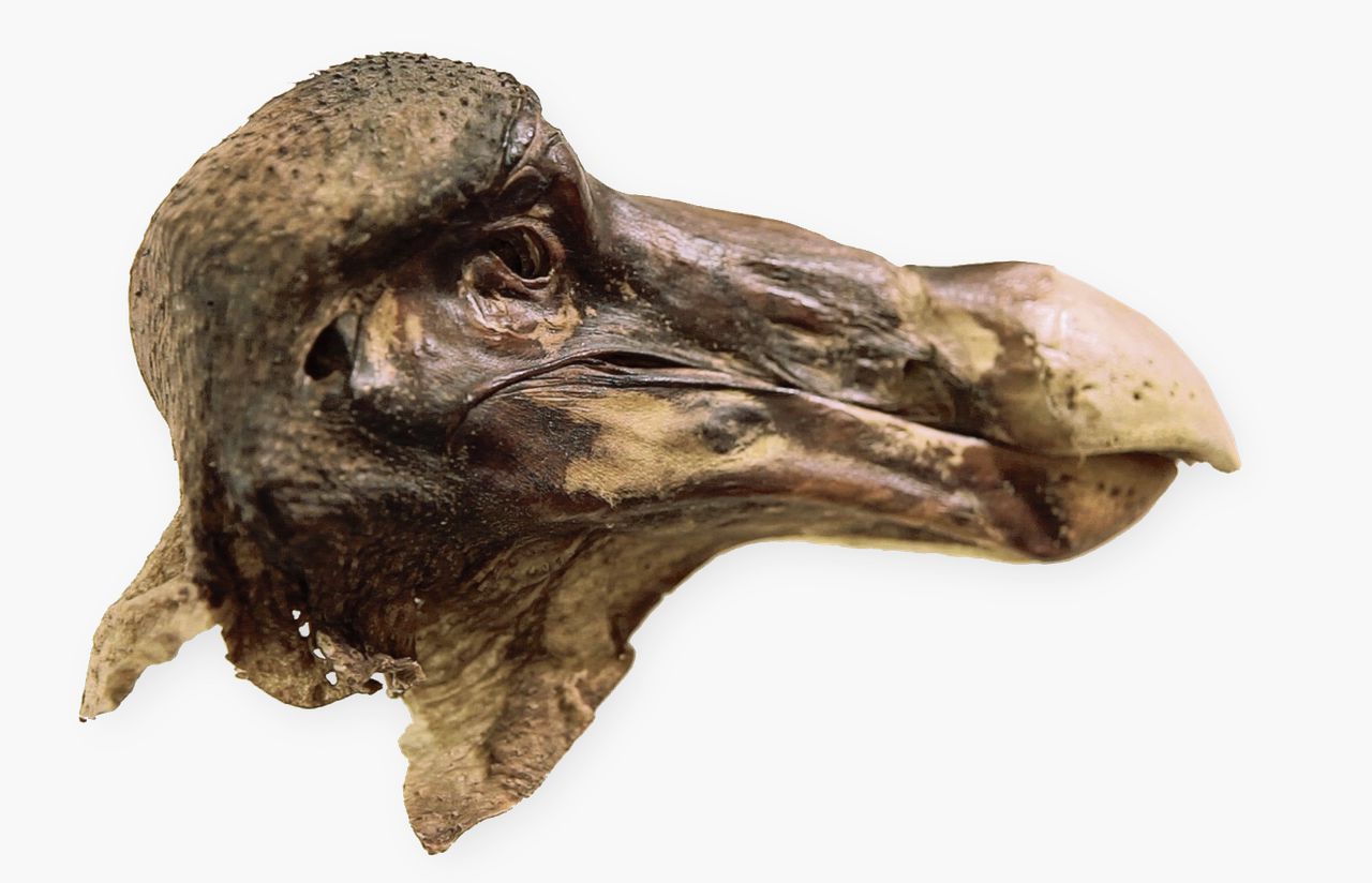 Boven: gemummiceerde kop van de ‘Oxford-dodo’Onder:Op röntgenbeelden is loodhagel te zien.