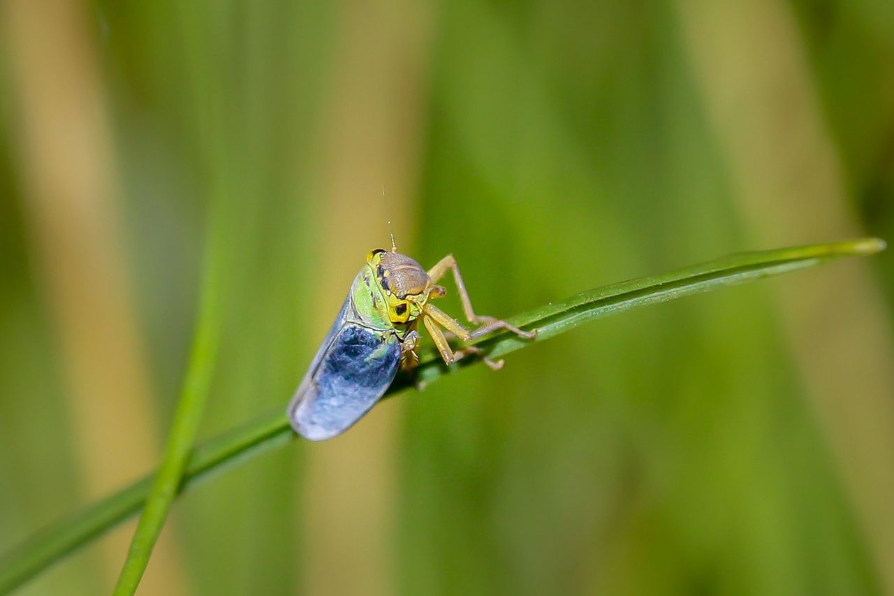De cicade is een sapzuiger met ingebouwde spetterschieter 