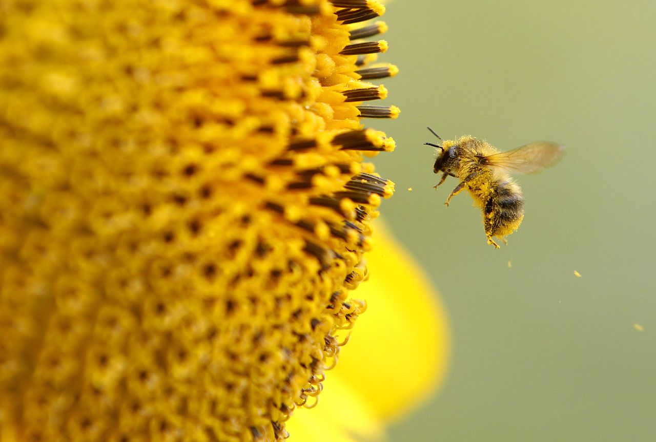 A bee collects pollen from a sunflower on September 6, 2012 in Neufeld, western Germany. Meteorologists forecast rising tempertures up to 27 degreec Celsius and sunshine for the upcoming weekend. AFP PHOTO / ROLAND WEIHRAUCH GERMANY OUT