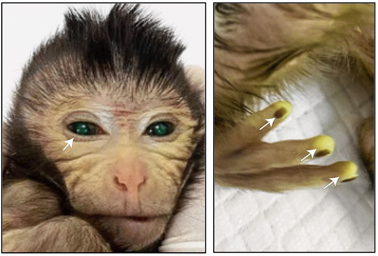 Dit aapje is een mannetje met vrouwencellen 