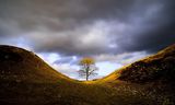 Maple hole