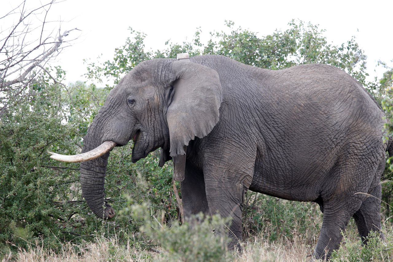 Een olifant in het Singita Grumeti reservaat in Tanzania, eerder deze maand. Het aantal olifanten in Tanzania is tussen 2009 en 2014 met 60 procent afgenomen, voornamelijk door stroperij.