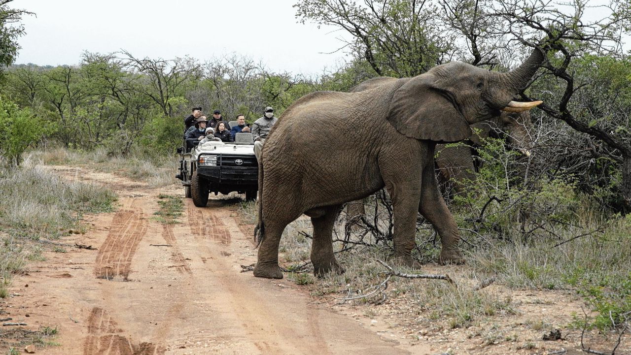 Toeristen op safari in een Zuid-Afrikaans wildpark.