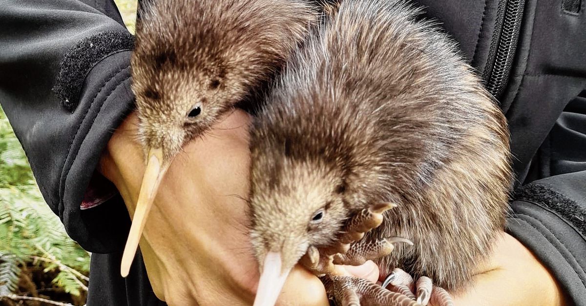 After decades of decline, Kiwis have been reborn in New Zealand’s capital