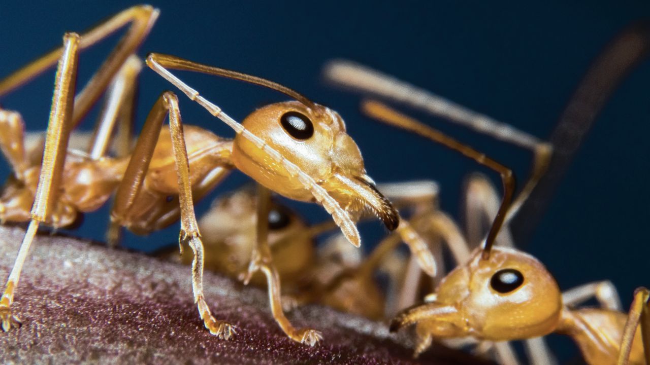 Mieren maken antibiotica om bacteriën te doden 