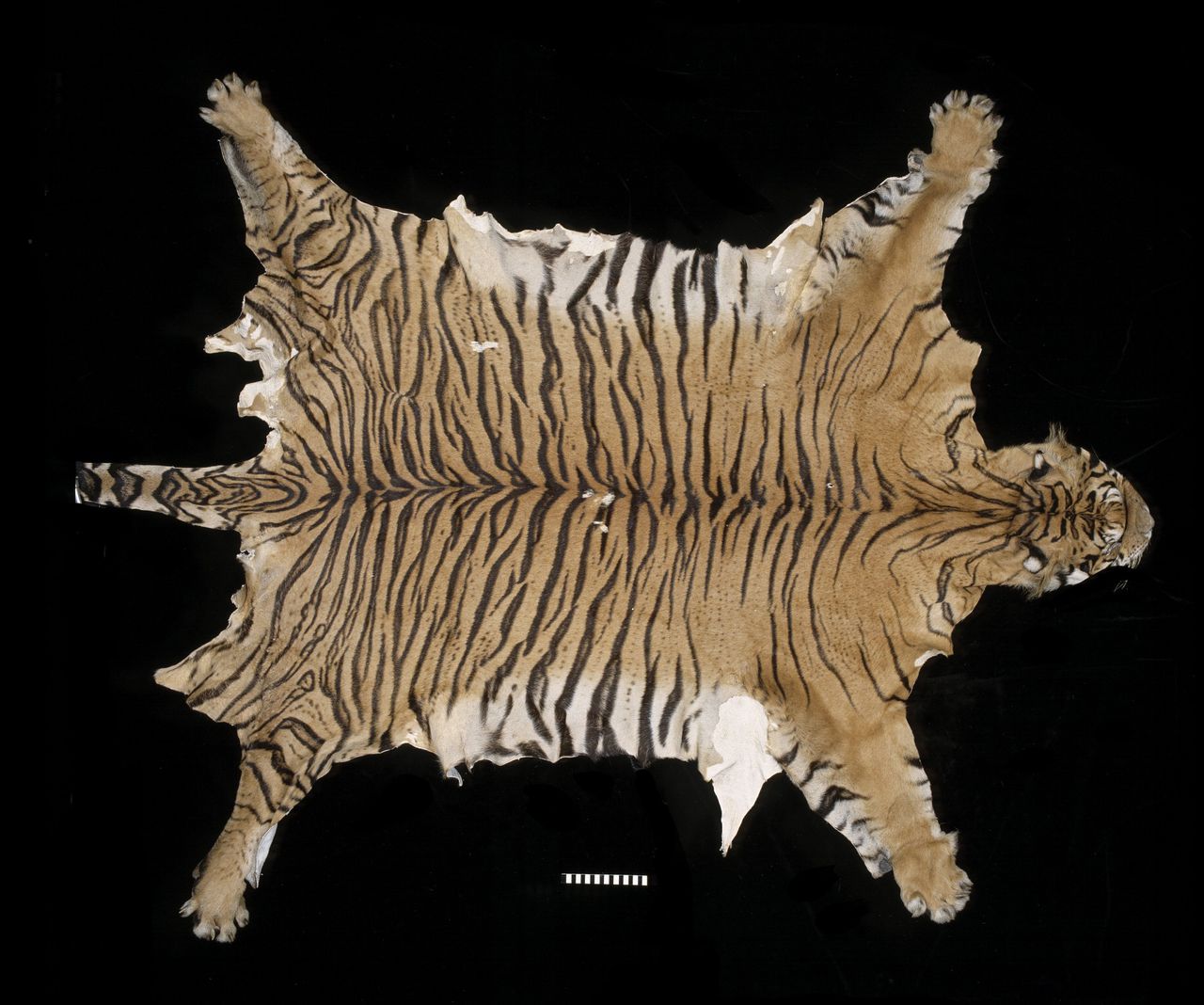 Op een haar na is de Javaanse tijger uitgestorven 