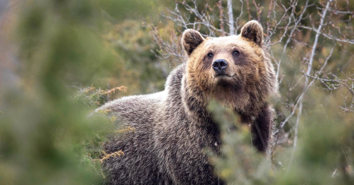 De bruine beren in de Apennijnen zijn aaibaarder dan hun soortgenoten elders