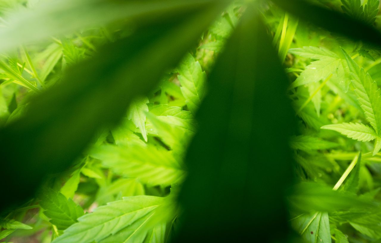 Wietplanten in een illegale kwekerij in Roelofarendsveen.
