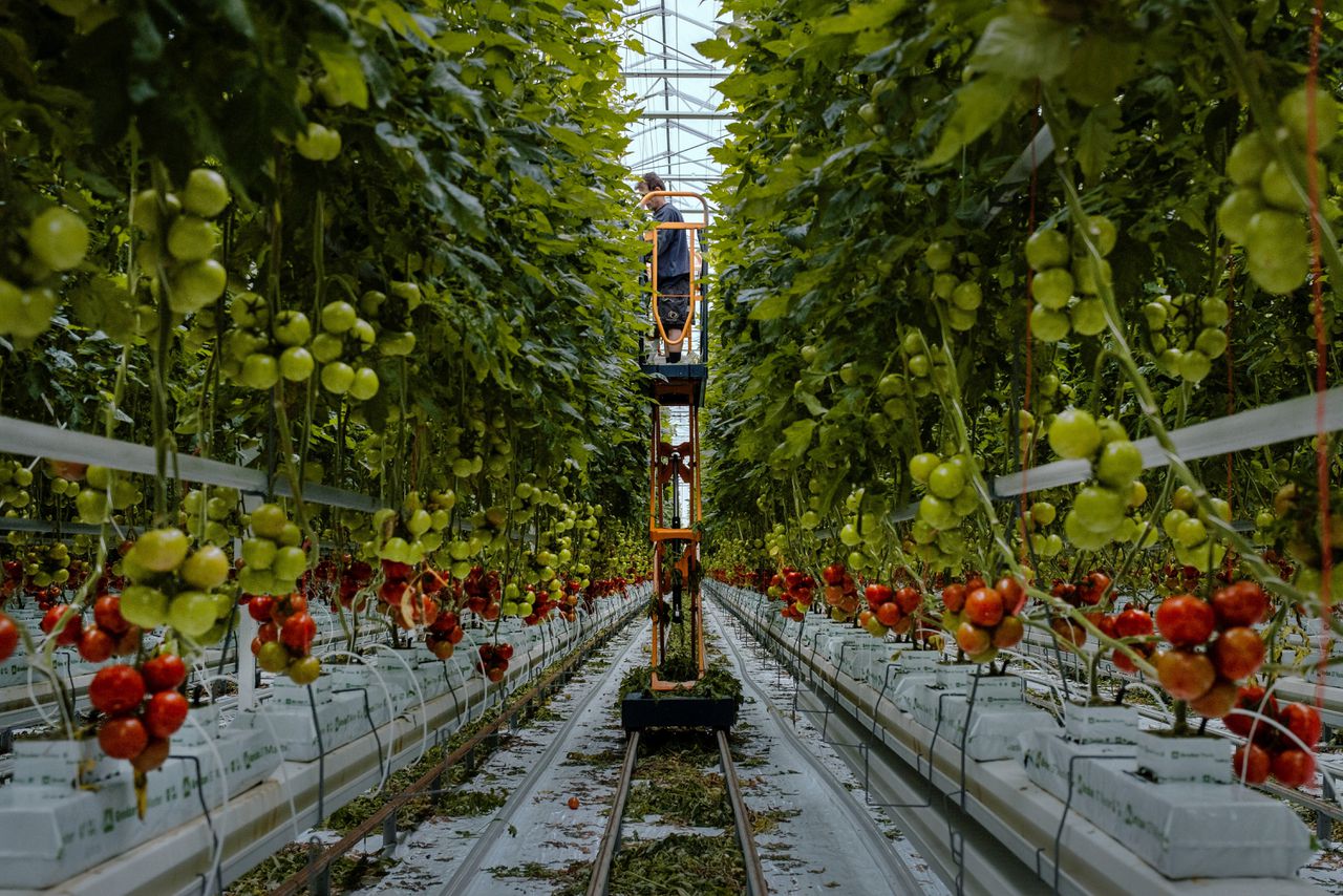De tomatenkas in Pijnacker moet een blauwdruk worden voor telers in de rest van Europa 