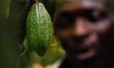 Een cacaovrucht aan een boom in de Ashanti Region, Ghana.
