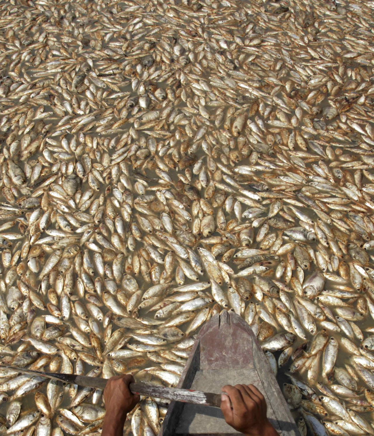 A fisherman paddles his canoe through dead fish along Manaquiri River, a tributary of the Amazon, near the city of Manaquiri, November 28, 2009. The world's biggest rainforest is suffering from seasonal drought, killing tonnes of fish. Picture taken November 28, 2009. REUTERS/Paulo Whitaker (BRAZIL ENVIRONMENT SOCIETY DISASTER)