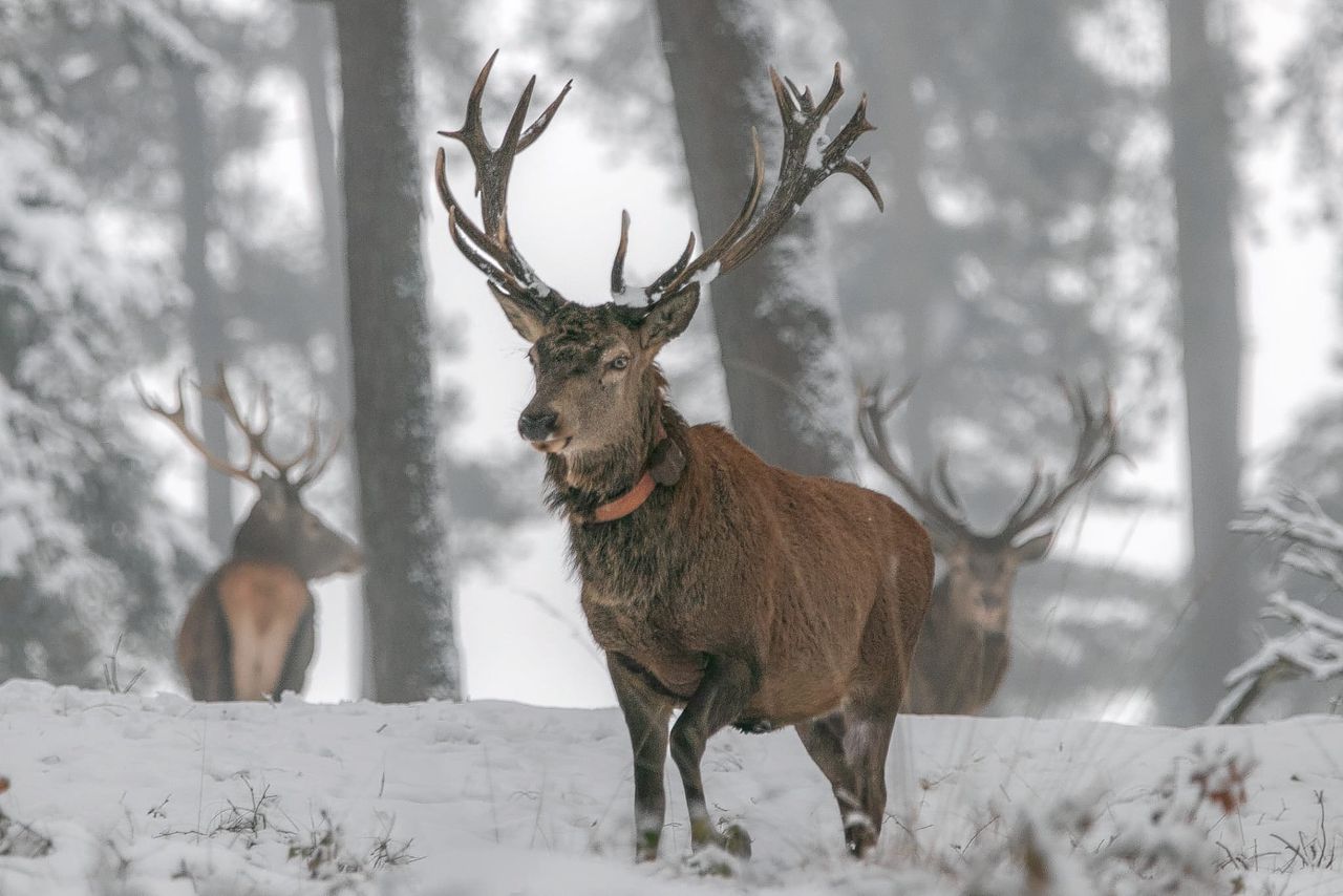 Hoe verhoudt de wolf zich tot zijn prooien (zoals herten)? Om die vraag te beantwoorden heb je wel een wolf nodig