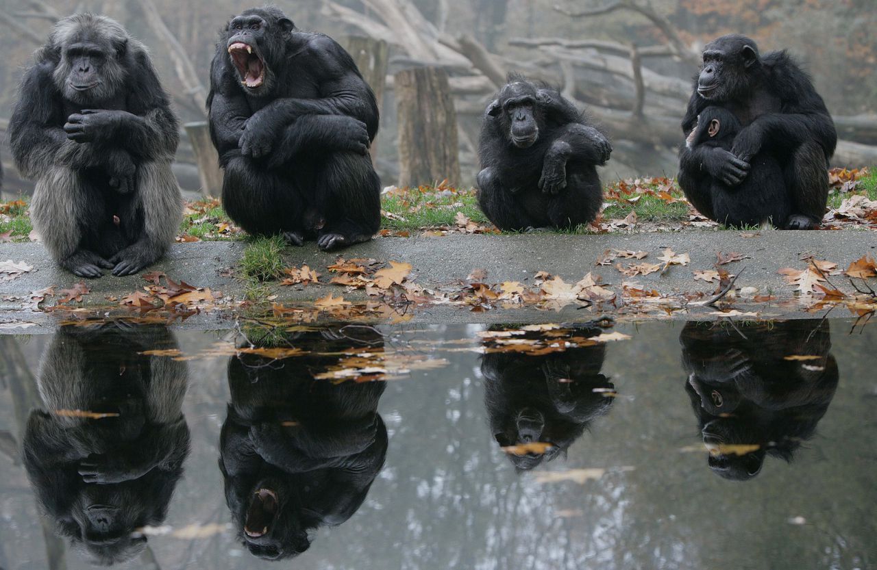 Chimpansees in de kolonie van Burgers Zoo in Arnhem.