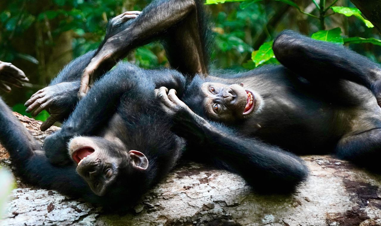 Worstelen, kietelen, duwen en trekken... chimpansees gaan spelen als er spanningen zijn