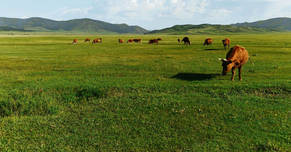 Gras kan vaak harder groeien