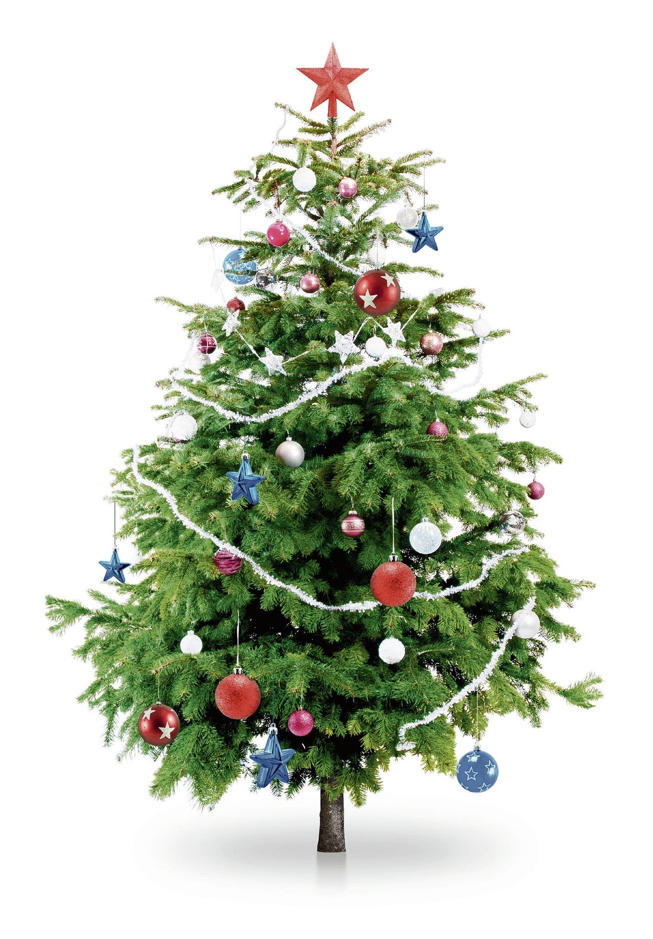 NRC checkt:  ‘In een doorsnee kerstboom wonen zo’n 25.000 insecten’ 