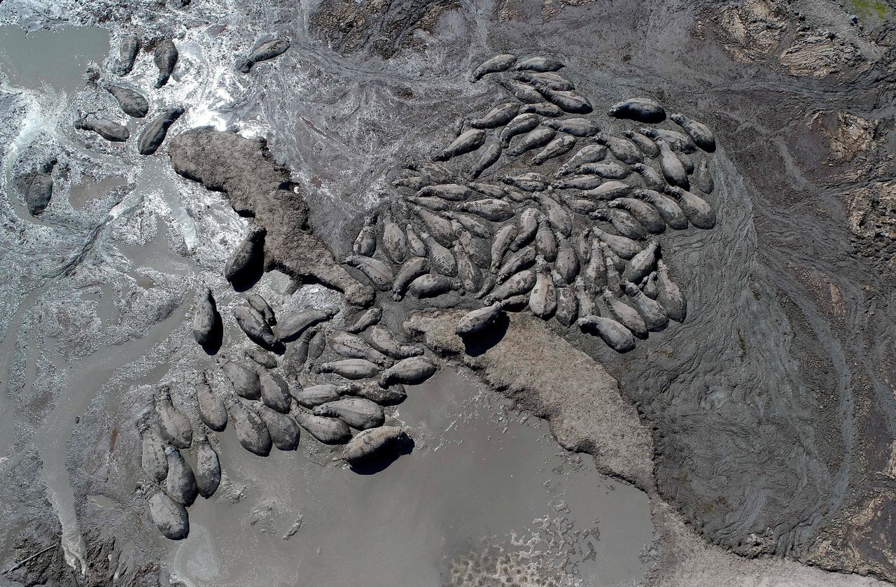 Nijlpaarden liggen in de opdrogende Botswaanse modder, ‘alsof ze in beton zitten’ 