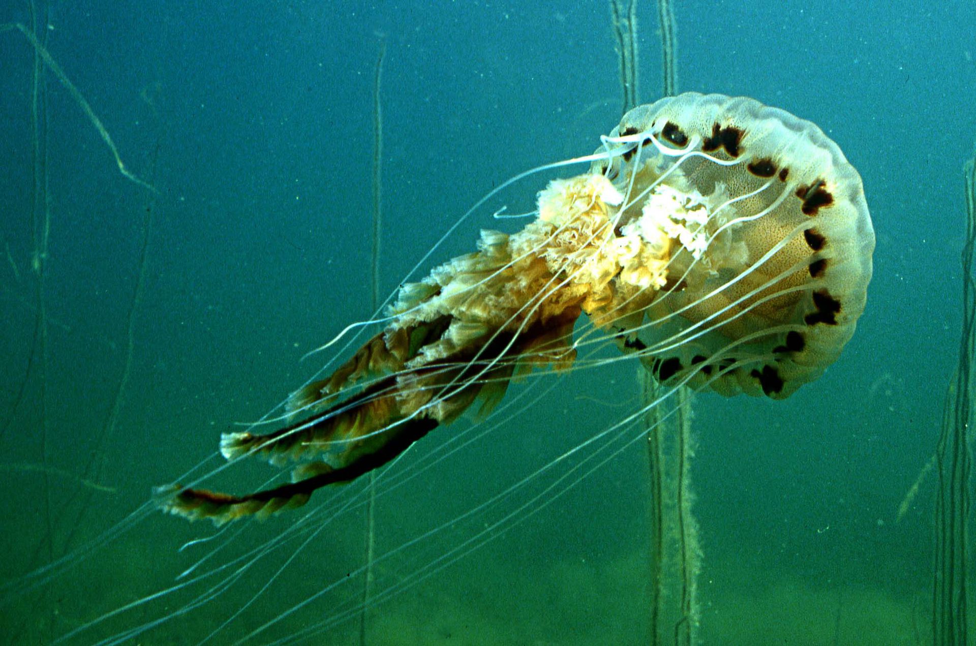 Морская крапива. Chrysaora hysoscella. Chrysaora медуза. Медуза компас. Хризаора морская крапива.
