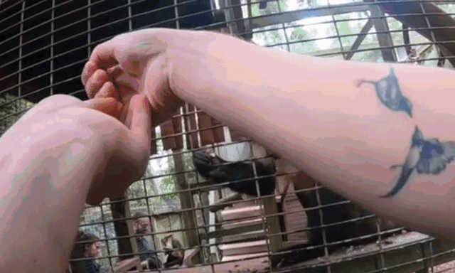 A magic trick that only fools the monkeys with an opposite thumb