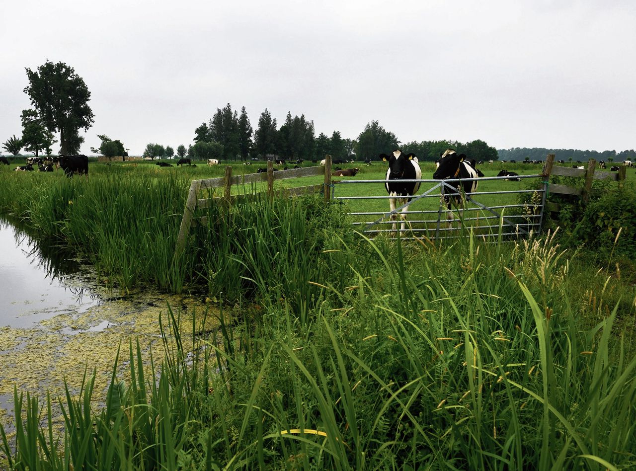 Met het pachten van natuurgrond van Staatsbosbeheer, zoals bij de Reeuwijkse Plassen, is de boer verplicht bepaalde natuurdoelen te halen.