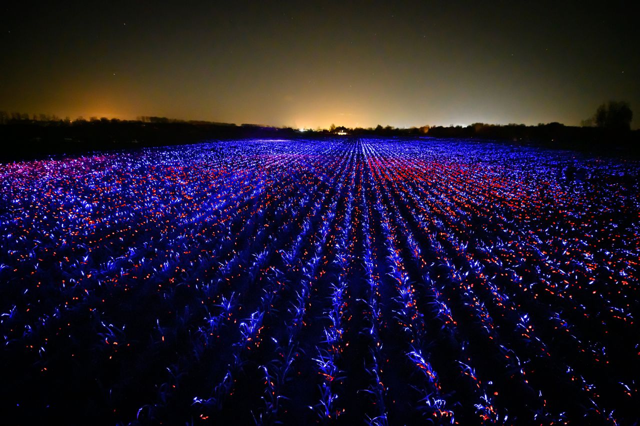 Het verlichte preilandschap in Grow van Daan Roosegaarde