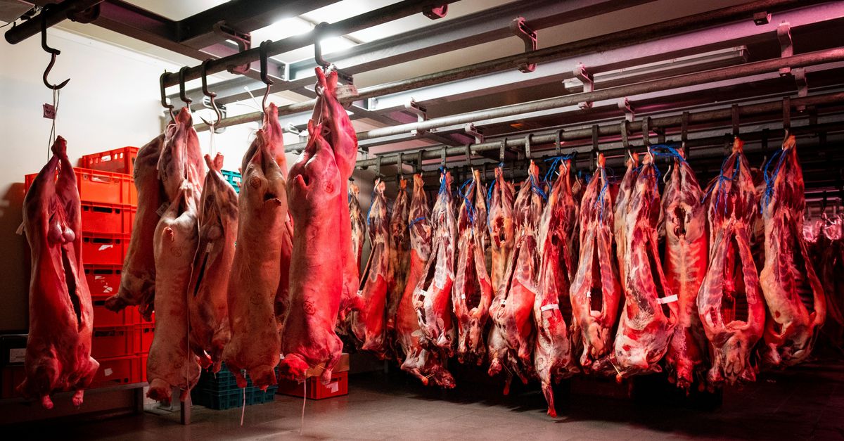 The Belgian ban on slaughter without stunning remains in place after a European court ruling