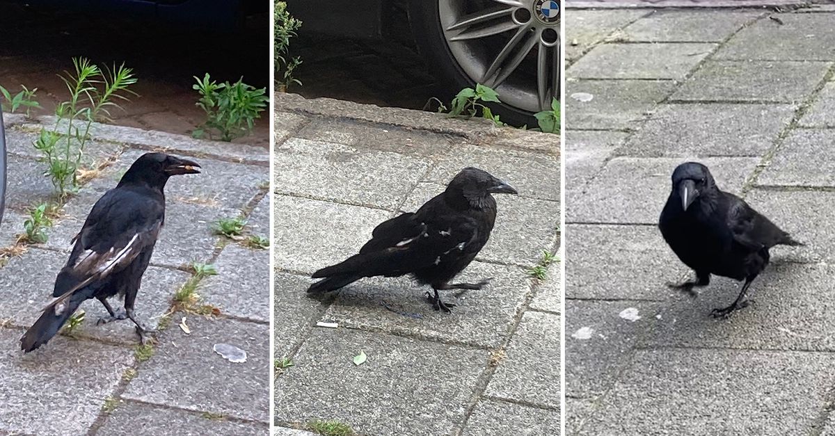 Het gaat nu goed met de haveloze kraai van vorig jaar - NRC