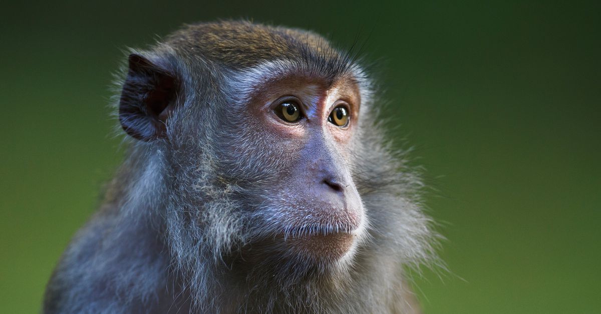 Japanse onderzoekers motiveren apen door hun hersenen te beïnvloeden