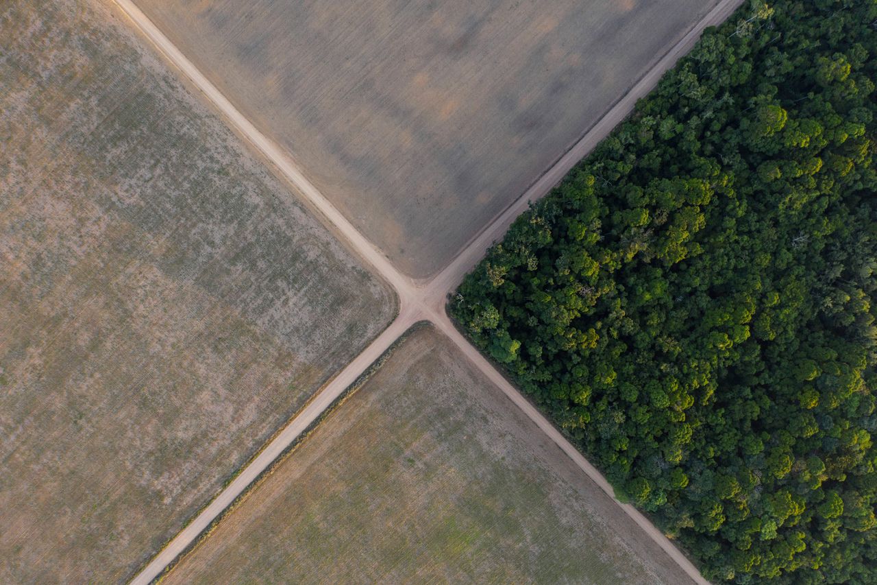 Een stukje Amazone met aangrenzende sojavelden in het Braziliaanse Belterra.
