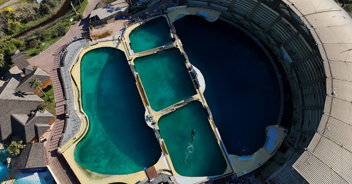 Achtergelaten orka’s Wikie en Keijo verhuizen als het aan Frankrijk ligt naar een opvang aan de Canadese kust