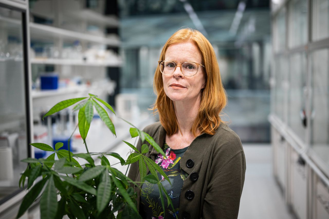 Hoe teken, borstelwormen en koude eendenvoetjes de weg kunnen wijzen naar nieuwe materialen