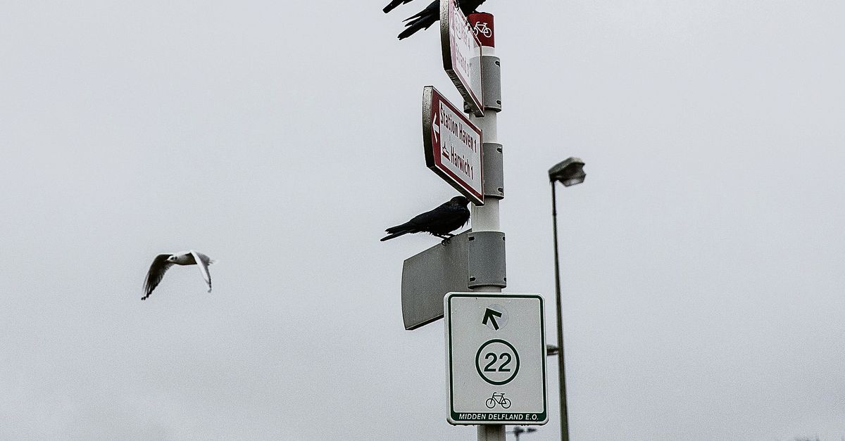 Crow control - NRC