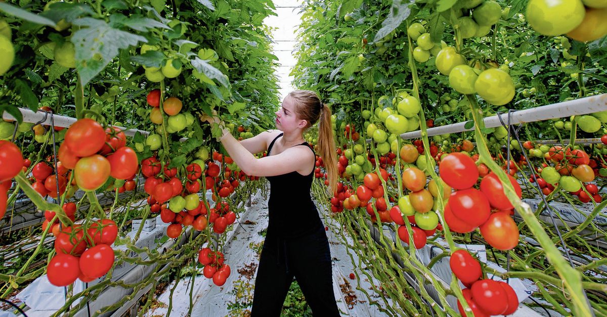 Een tomaat uit de is minder gezond dan tomaat uit de tuin' - NRC