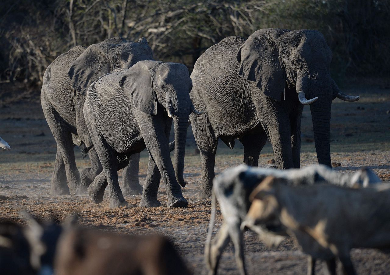 Premier Botswana dreigt 20.000 olifanten naar Duitsland te sturen vanwege discussie over import jachttrofeeën 