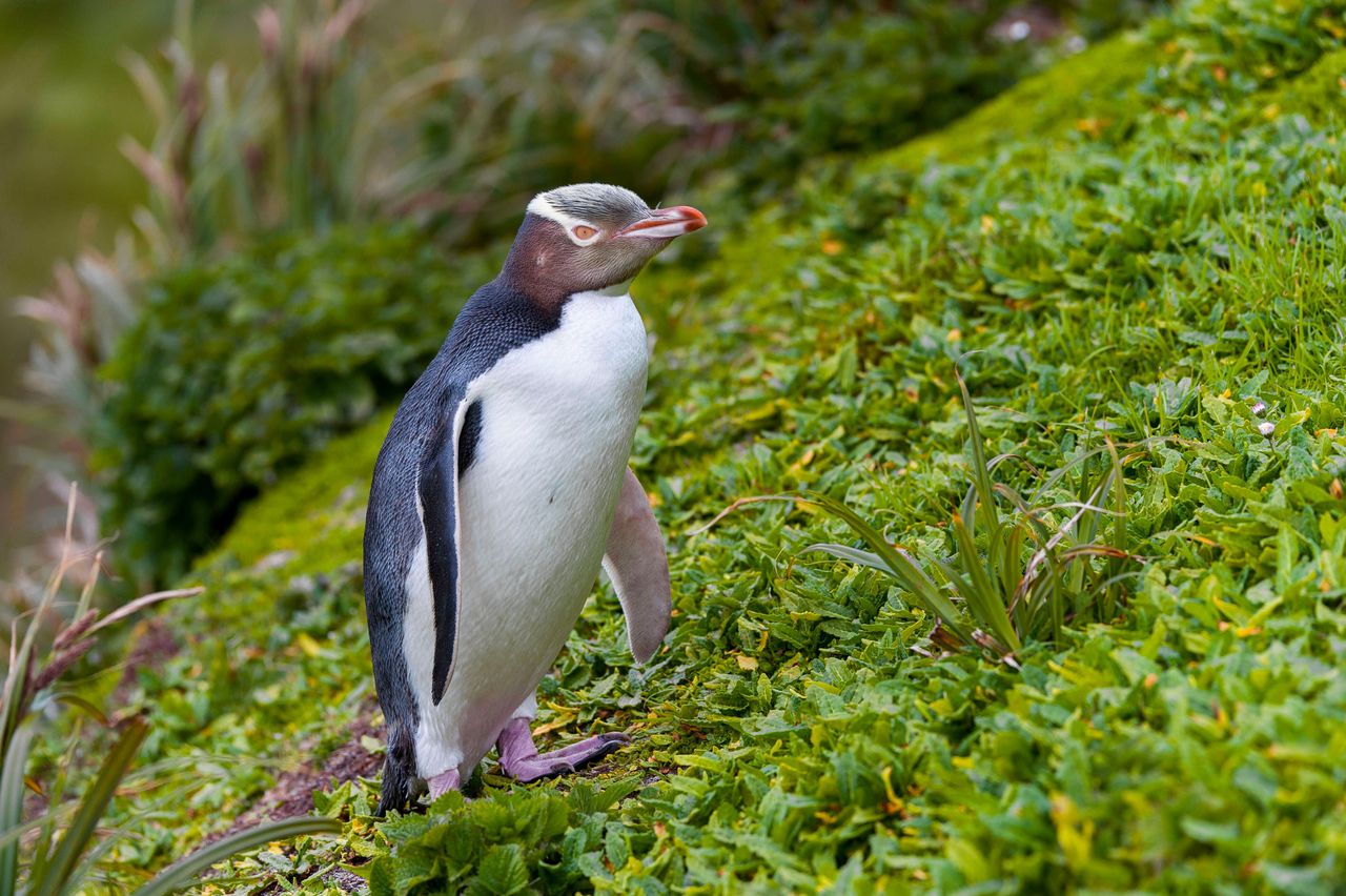 De geeloogpinguïn, dankzij meer dan 12.000 stemmen de winnaar van de Vogel van het Jaar-wedstrijd. De soort staat bekend om zijn individualistische levensstijl en zijn harde roep.