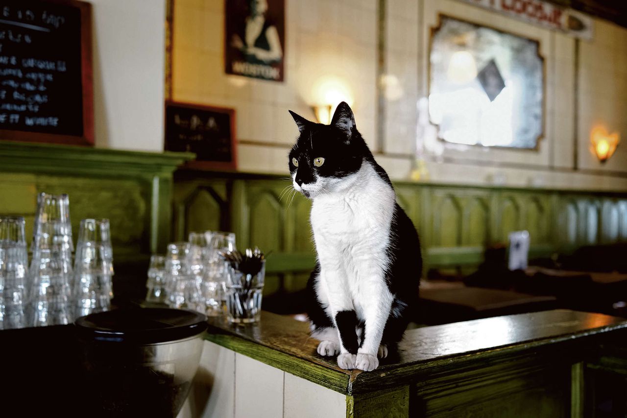 Huiskat Smokey zit op de bar in ’t Loosje. „Kattenvoer boven zetten is niet fijn voor de gasten, laat staan een kattenbak.”