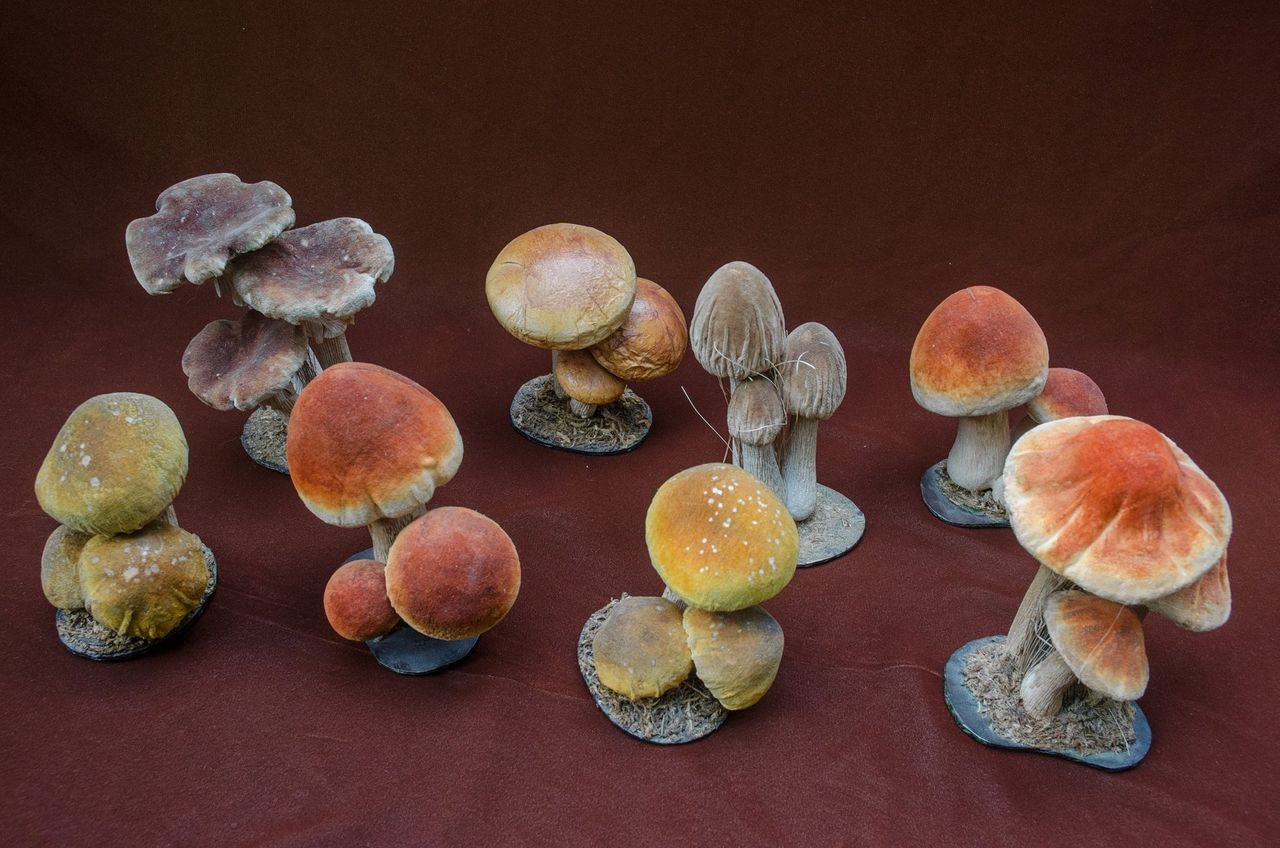 Modellen van paddenstoelen in fluweel en papiermaché. Eind 19de eeuw, Frankrijk uit de collectie Joris Loudon