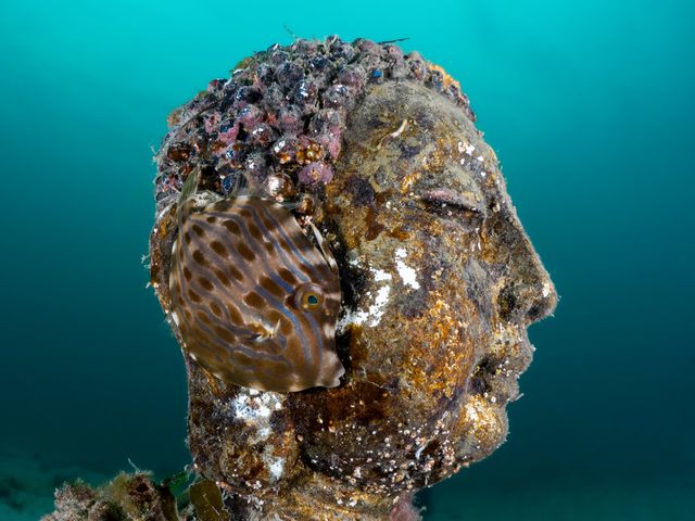 Een zogeheten mosaic leatherjacket (Eubalichthys mosaicus) is bijna onzichtbaar terwijl hij schuilt voor een boeddhabeeldje dat in een kunstmatig rif is afgezonken.