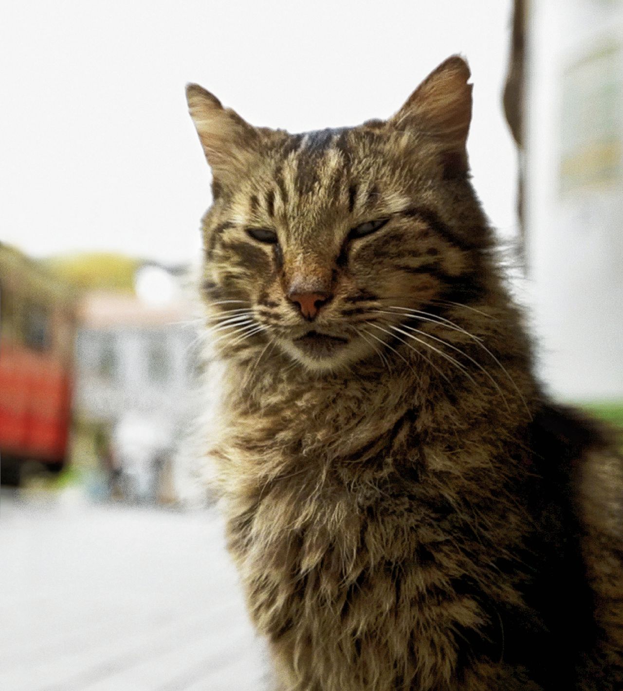 Aan de hand van zeven katten voert Kedi de kijker door Istanbul.