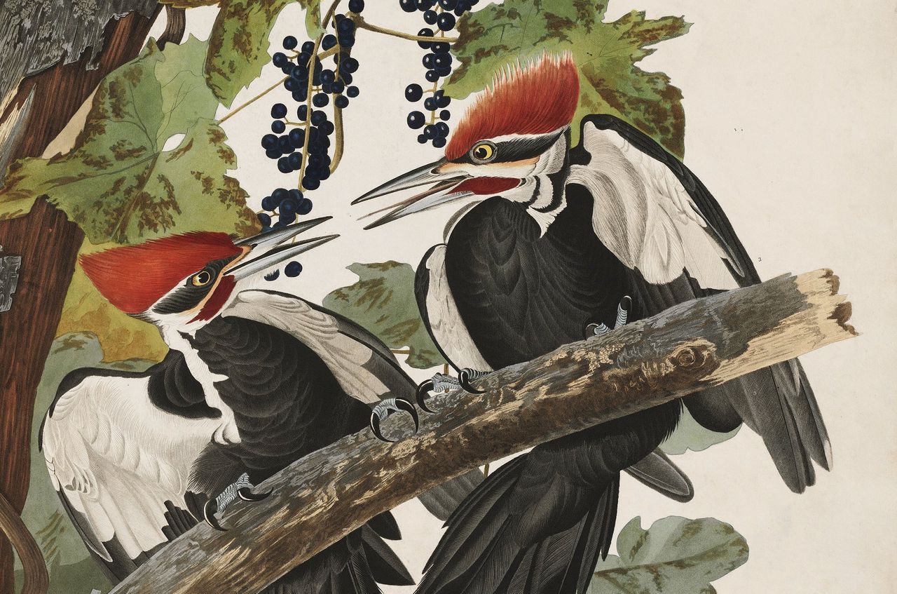 Versteld staan van tekeningen van vogels die nu al lang zijn uitgestorven 